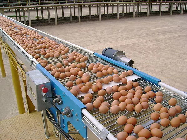 Egg Collection System